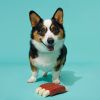 Super Chewer Wreck of Ribs Dog Toy