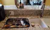 Australian Shepherd Fall Kitchen Pumpkins Dish Drying Mat Absorbent Dish Drying Mat Pad for Kitchen Counter Dish Drainer Mat for Countertop, 14 x 21"